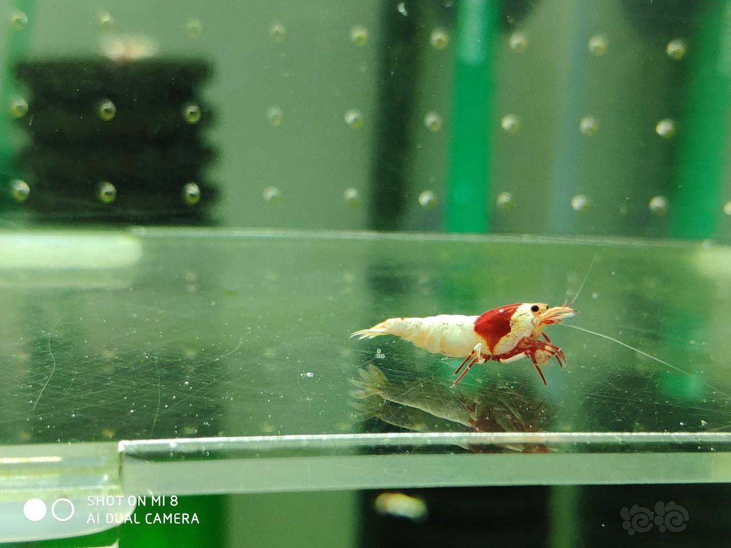 【虾】2019-05-04#RMB拍纯血系统红白水晶虾3母1公-图5