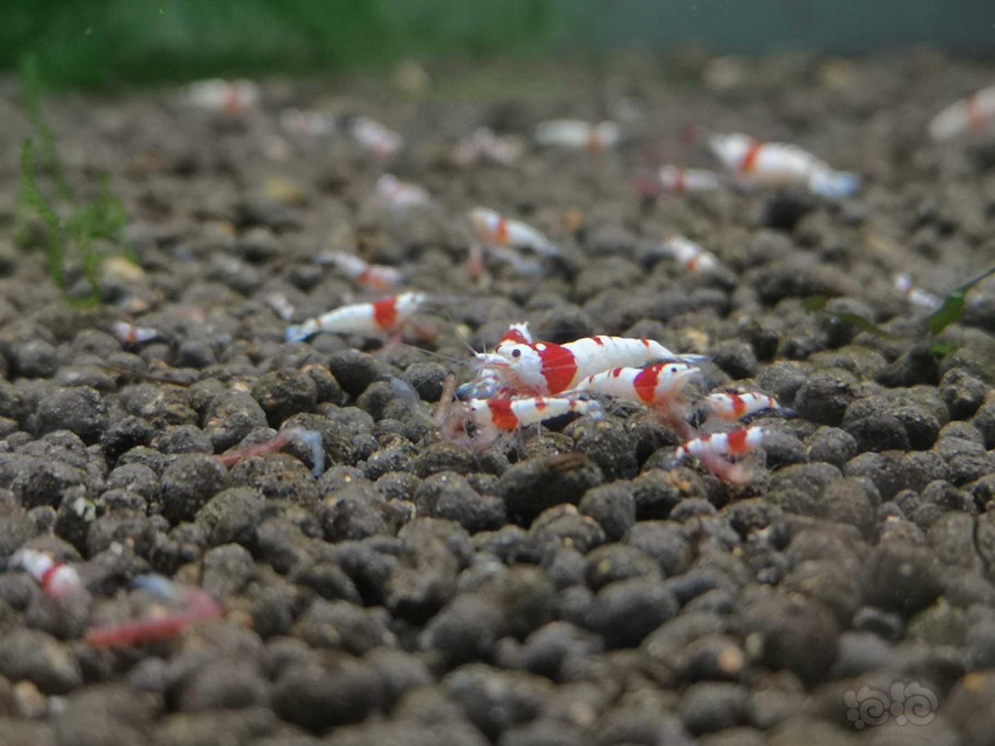 出纯血红白水晶虾