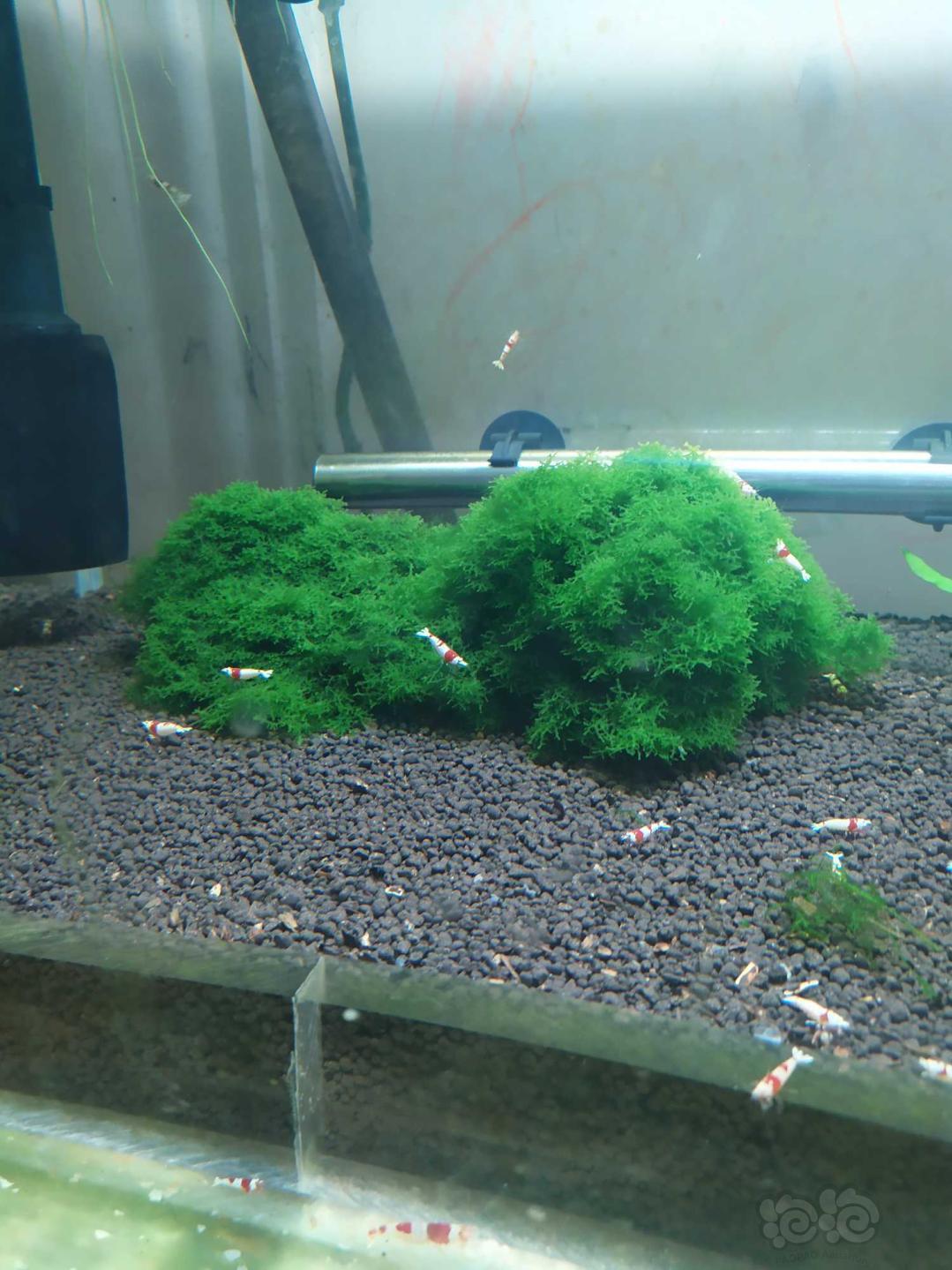 【水草】2019-5-14#RMB拍卖沉木定植珊瑚莫斯一份-图2