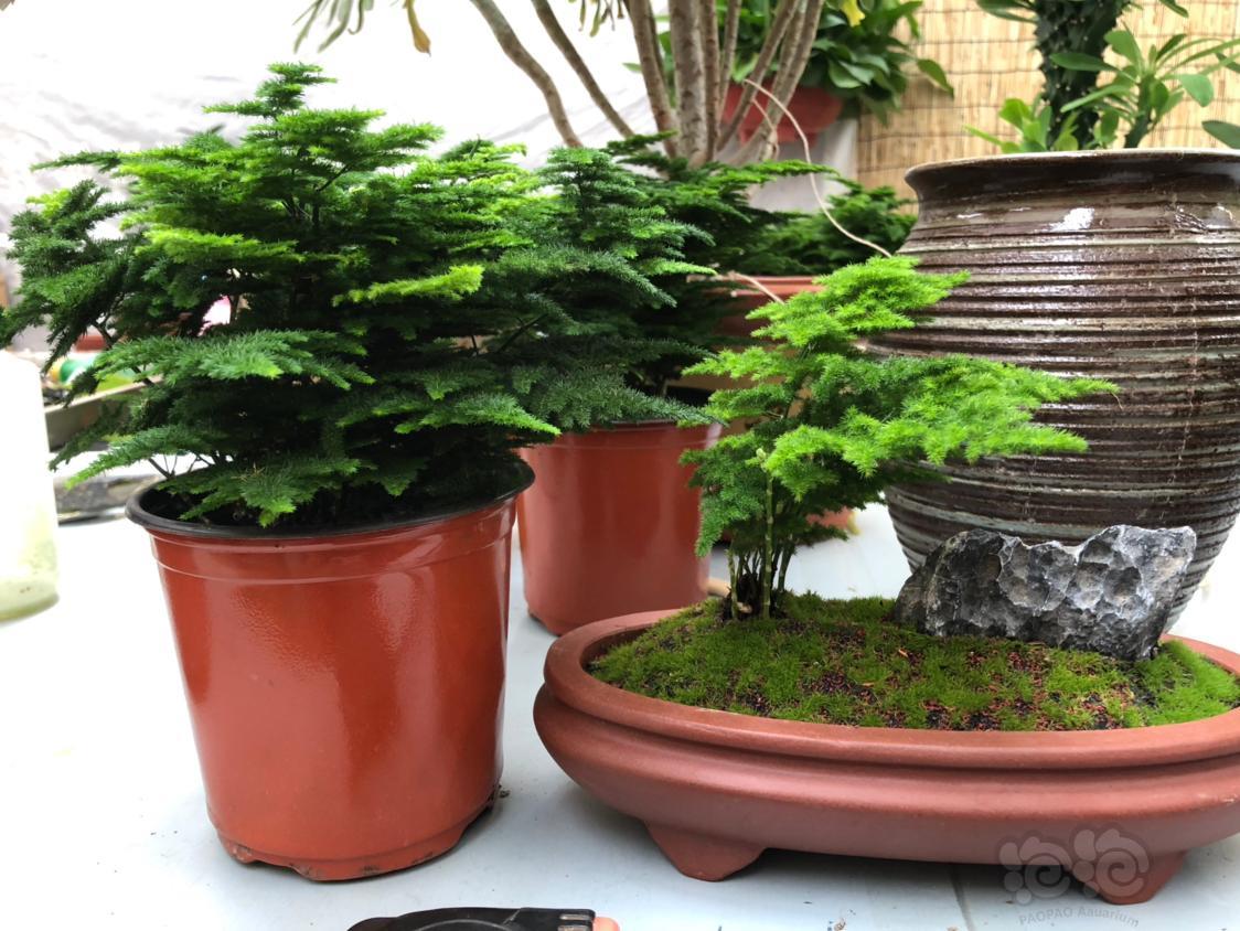 出售云竹云竹到货