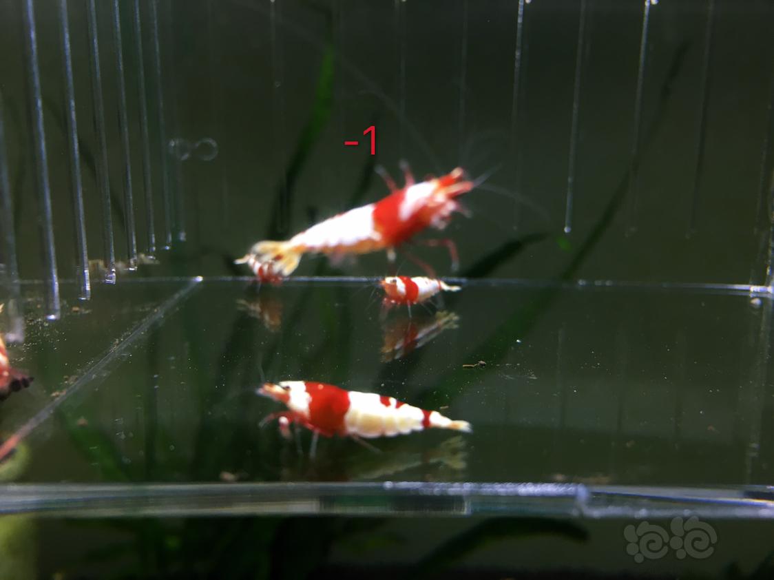 【虾】2019-05-01#RMB拍卖红白水晶虾四只-1-图3