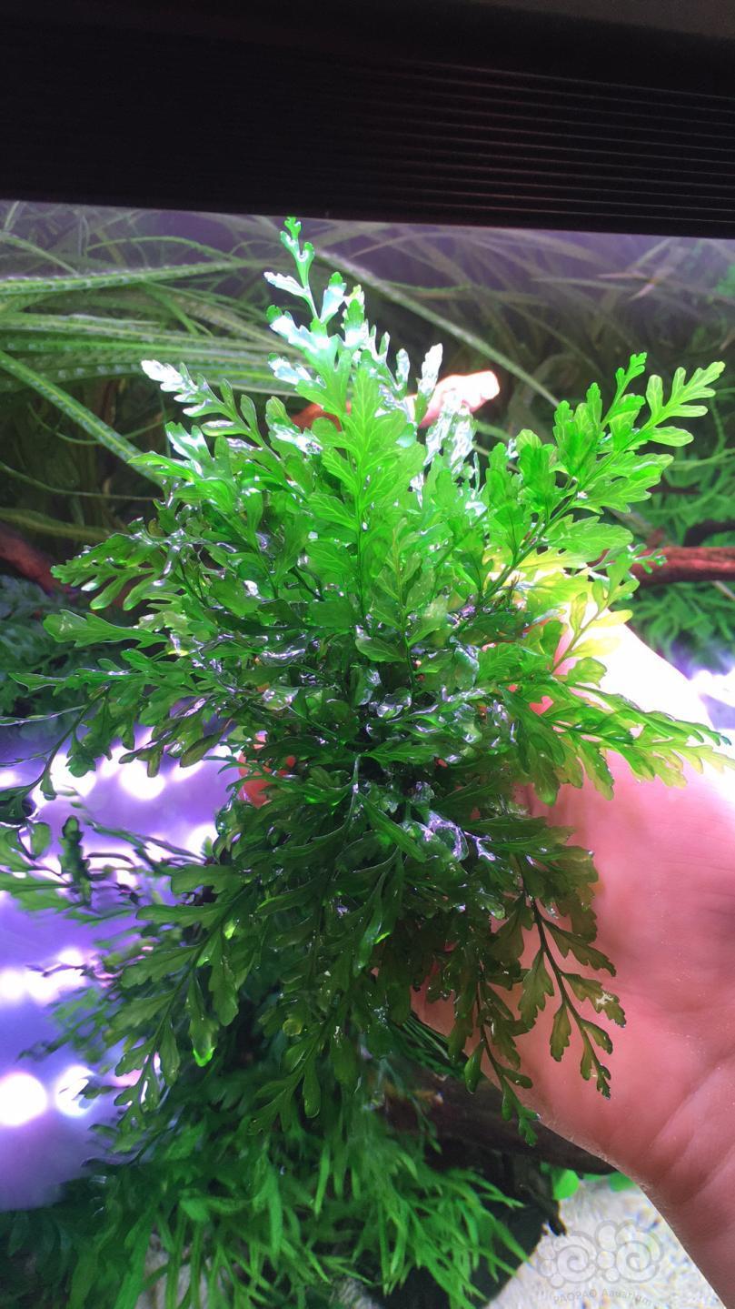 黑木蕨之美六个字