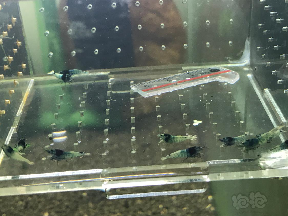 【虾】2019-5-15#RMB拍卖蓝区花头一份10只-图6