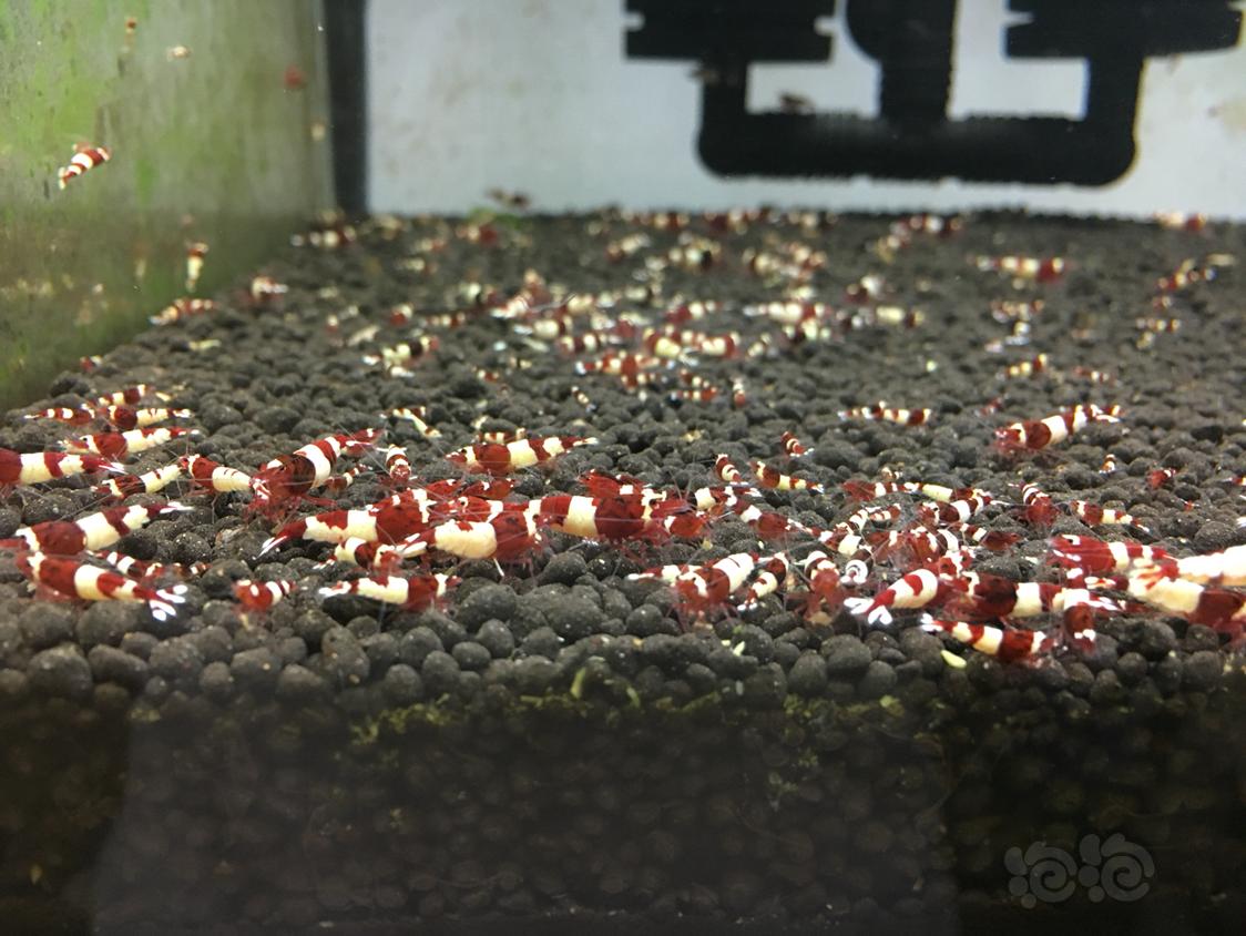 酒红水晶虾小虾出售-图2
