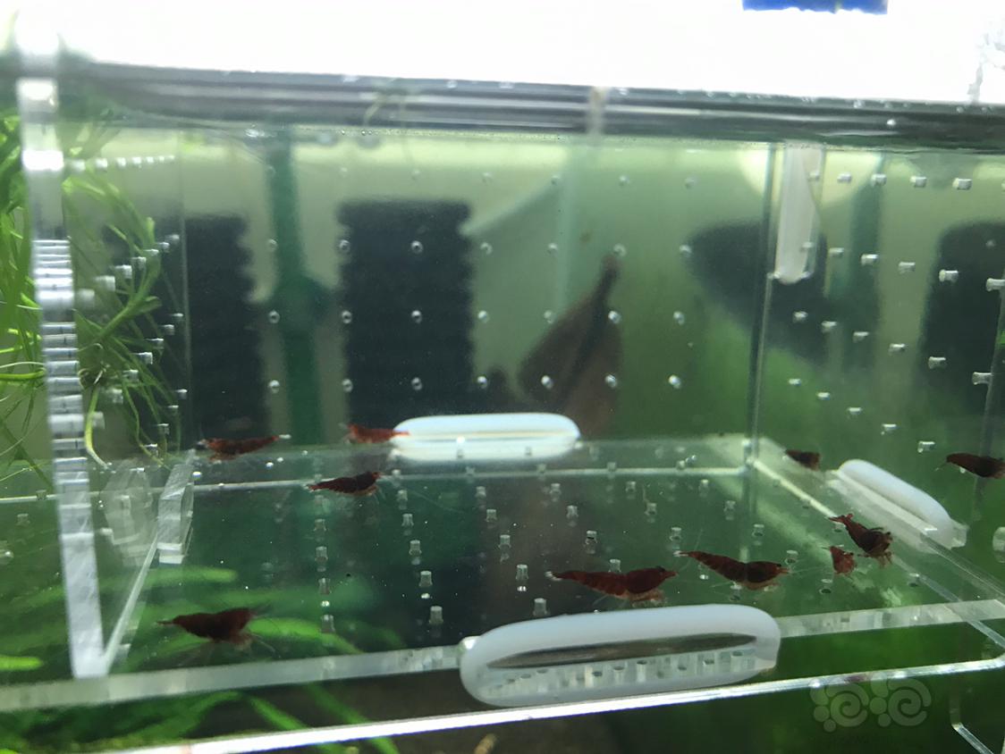 【虾】2019-5-15#RMB拍卖深色（全红)红钻一份10只-图9