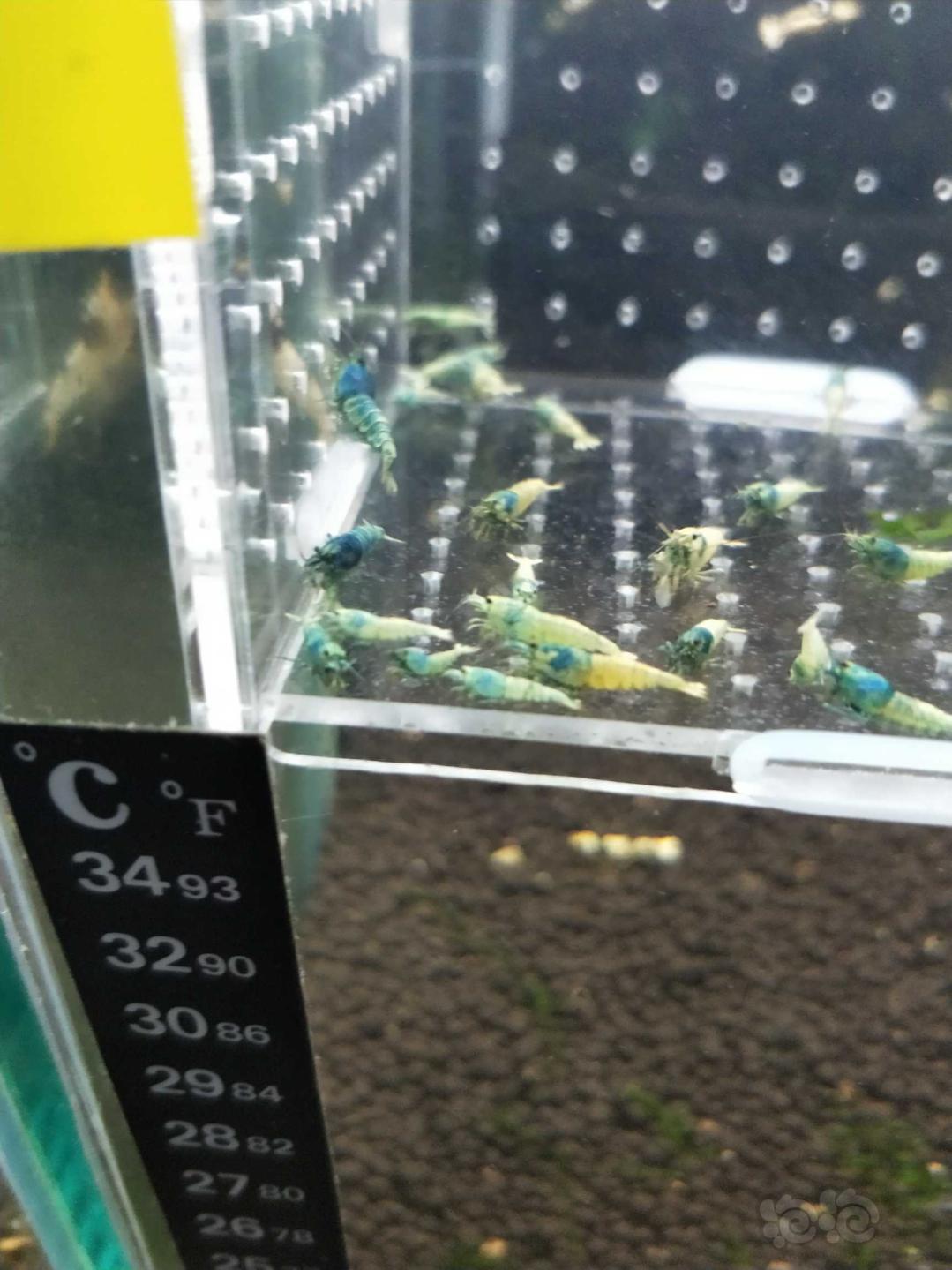 【虾】2019–05–20#RMB拍卖蓝面金刚一份43只-图2