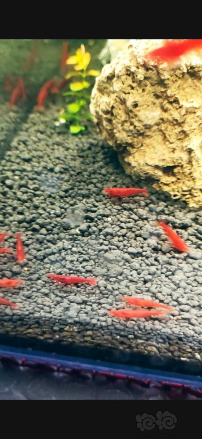 漂亮的红色米虾-图4