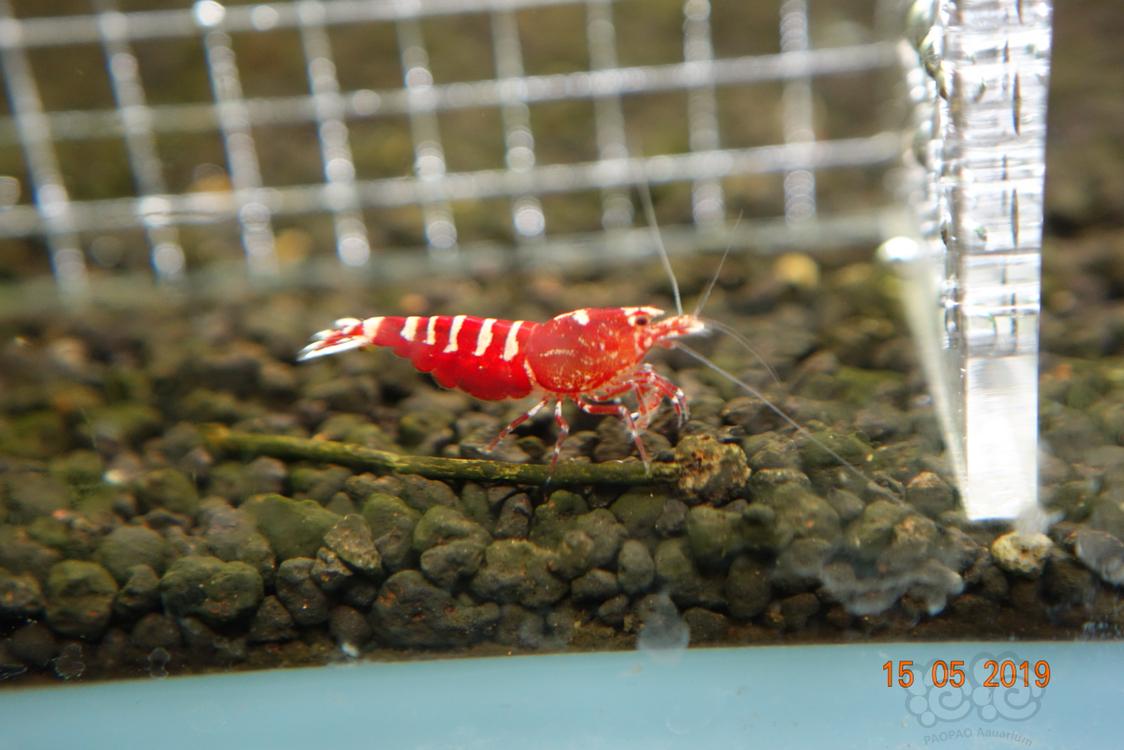 【虾】2019-05-16#RMB拍卖红银河水晶虾两只（一公一母，母虾爆蛋）-图2