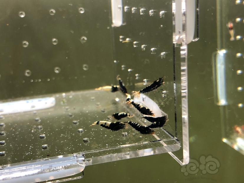 【虾】2019-05-20#RMB拍卖黑银河幼虾20只-图7