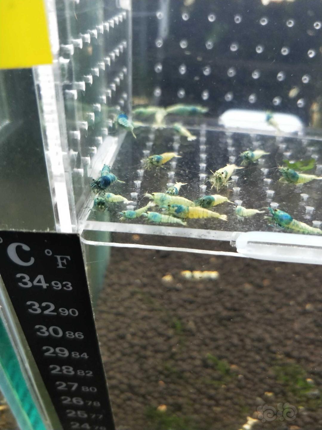 【虾】2019–05–20#RMB拍卖蓝面金刚一份43只-图3
