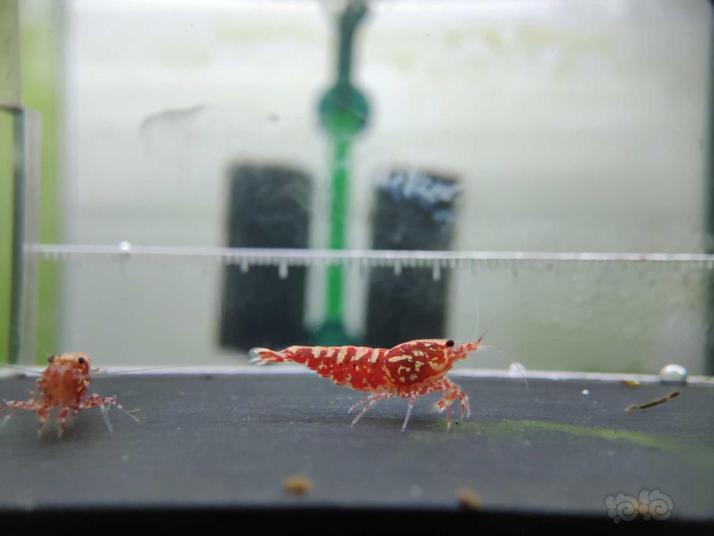 【虾】2019-5-27#RMB拍卖观赏水晶虾淘汰红银河3只-图5