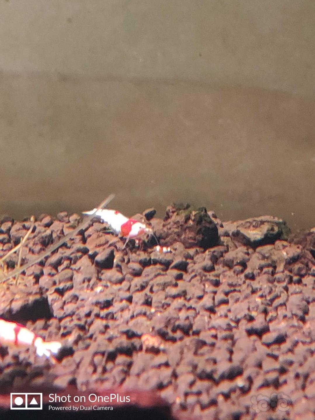 仙土ada泥+自来水过滤养的水晶虾-图3