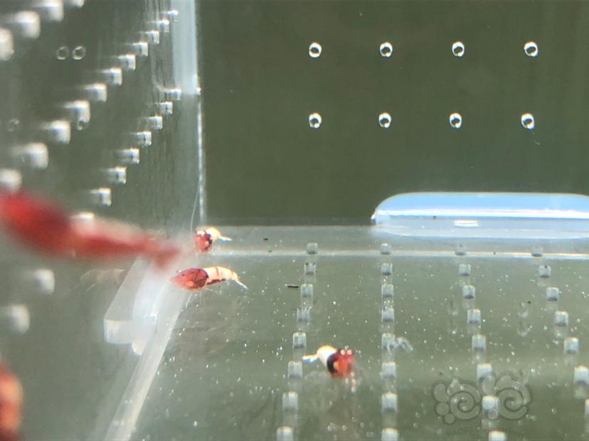 【虾】2019-05-22#RMB拍卖红姘头幼虾20只-图2