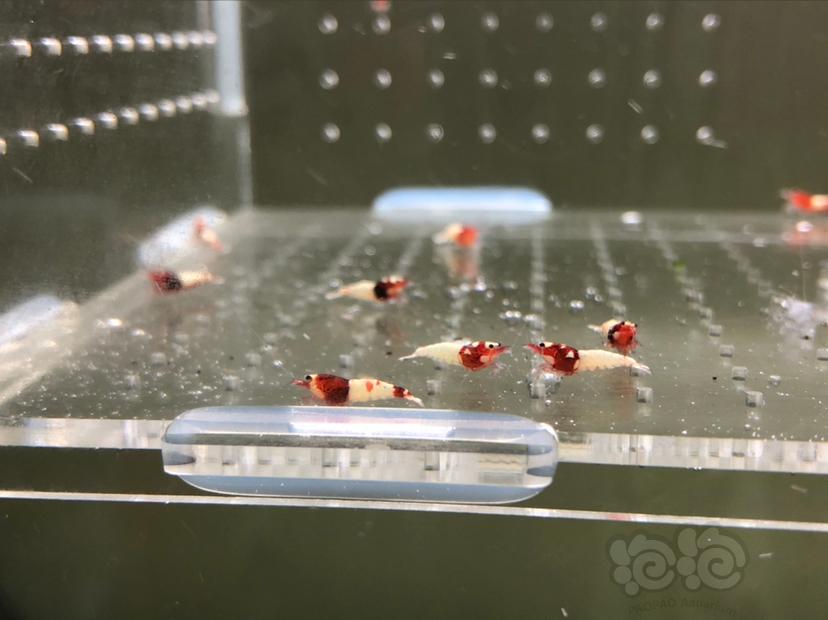 【虾】2019-05-21#RMB拍卖红姘头幼虾20只-图5