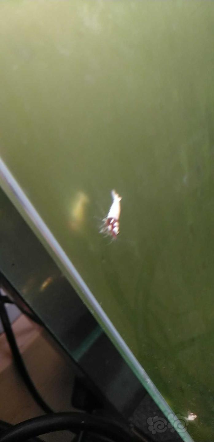 【水晶虾】天津出红高洞头 pinto 白背 斑马-图2
