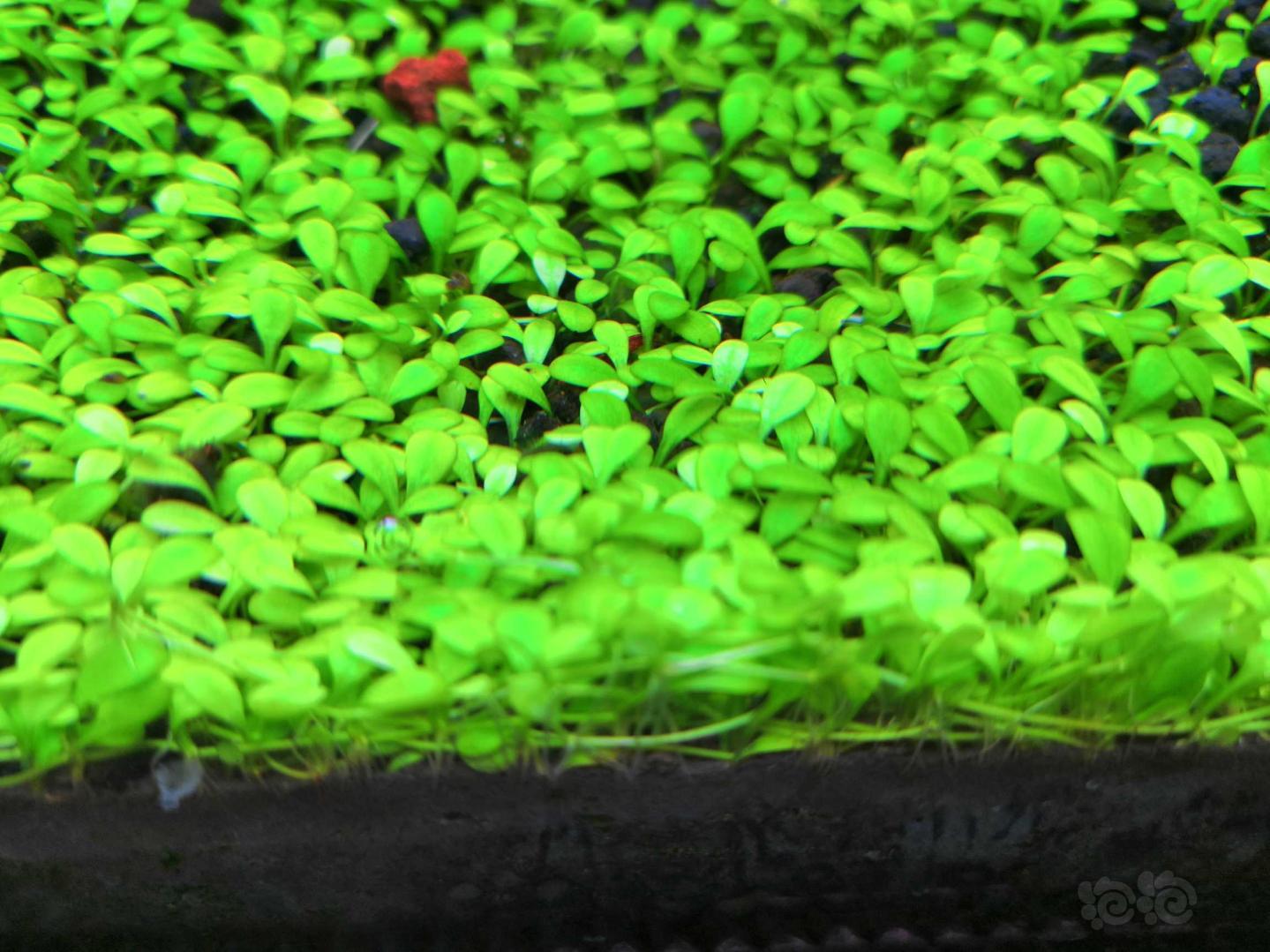 出售出对叶矮珍珠