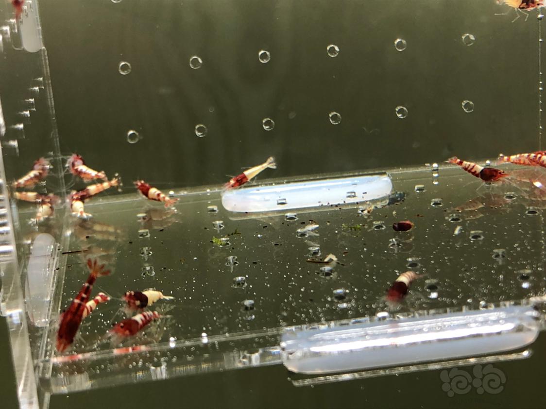 【虾】2019-05-13#RMB拍卖红姘头幼虾20只-图4