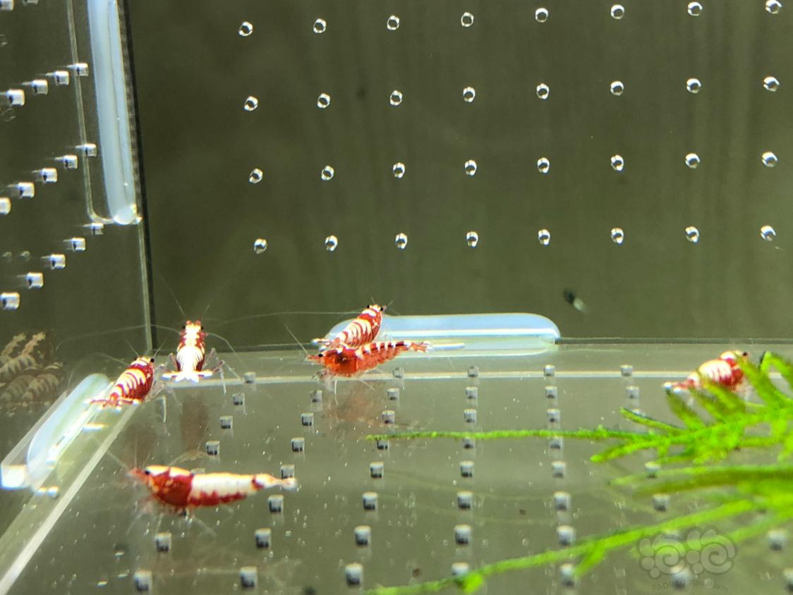 【虾】2019-05-11#RMB拍卖红银河水晶虾20只-图7