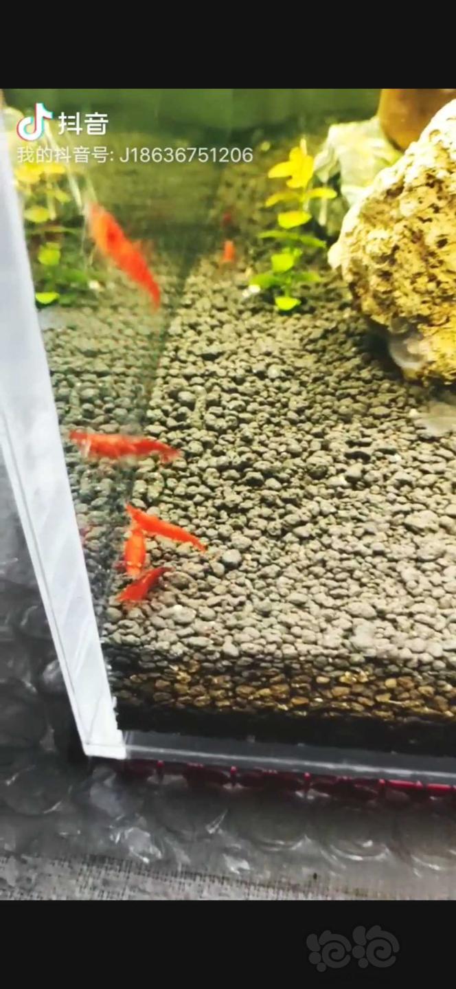 漂亮的红色米虾-图3