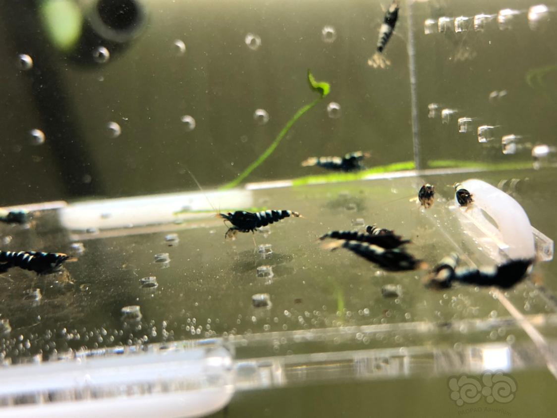 【虾】2019-05-14#RMB拍卖黑银河幼虾20只-图1