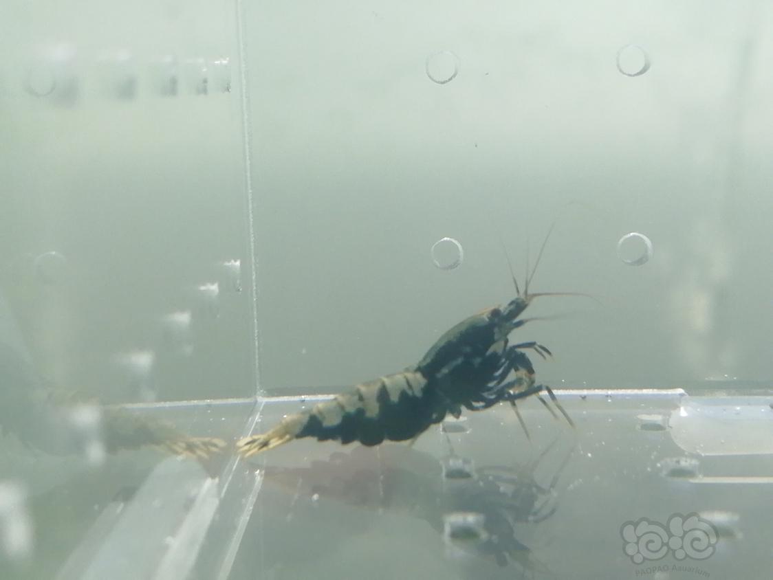 【虾】2019-05-04#RMB拍卖蟒两公两母一份4只-图2