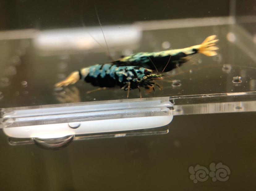【虾】2019-05-22#RMB拍卖蟒形银河母虾2只-图5