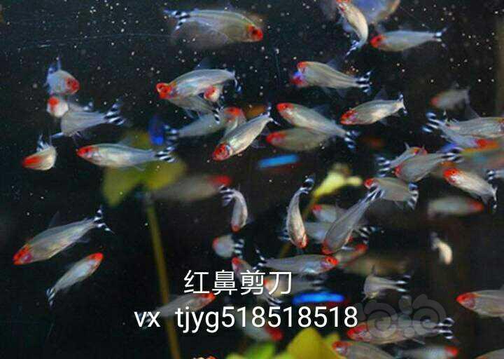 【热带鱼】天津鱼哥樱桃灯一块钱，长尾樱桃灯两块五-图9