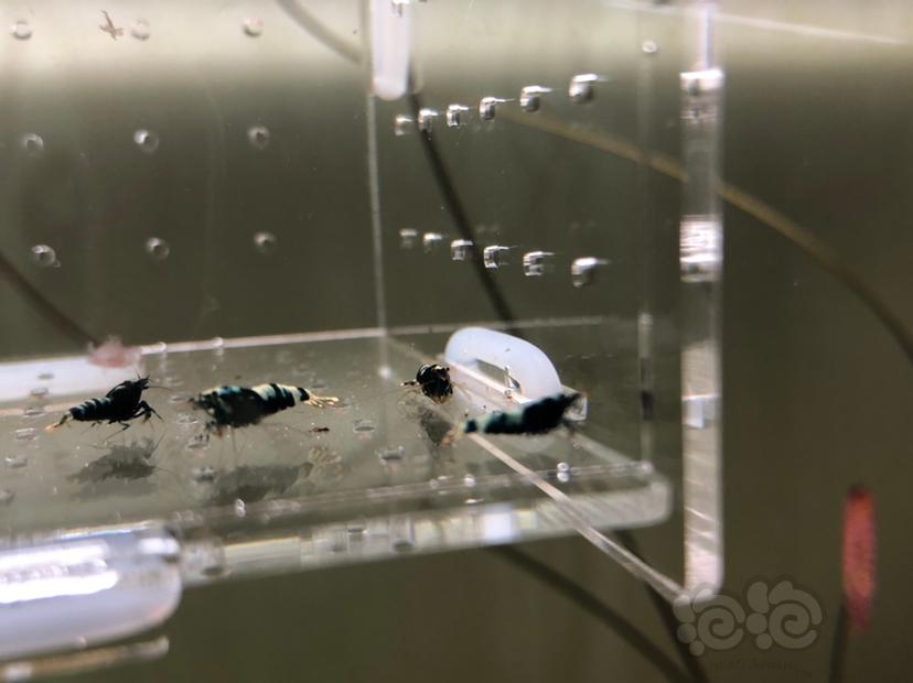 【虾】2019-05-21#RMB拍卖黑银河幼虾20只-图2