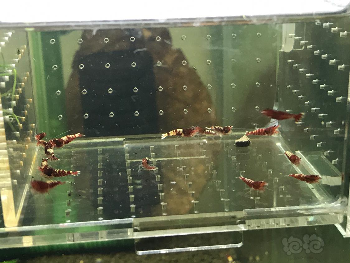 【虾】2019-5-9#RMB拍卖红斑马一份15只-图5