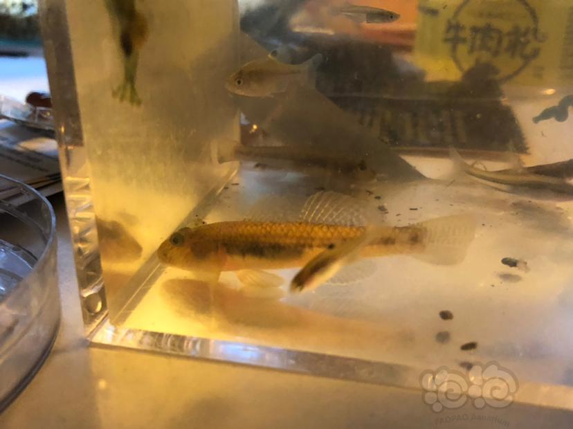 新手,去太湖里捞了几条鱼,求感受解答鱼的种类