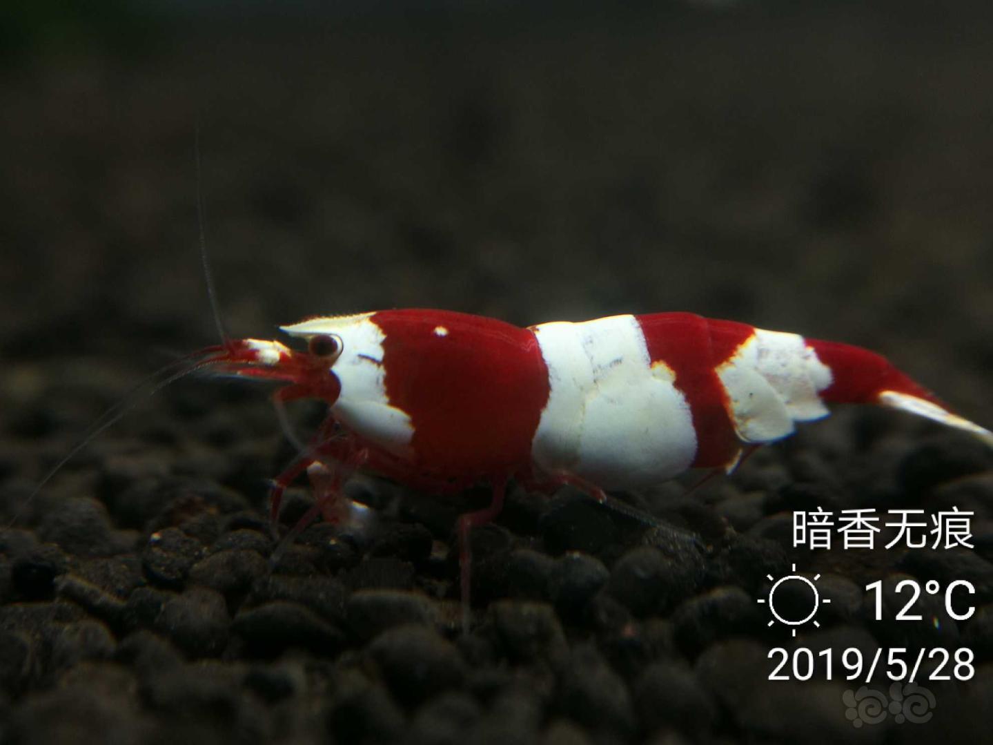 红扑扑的母虾-图1