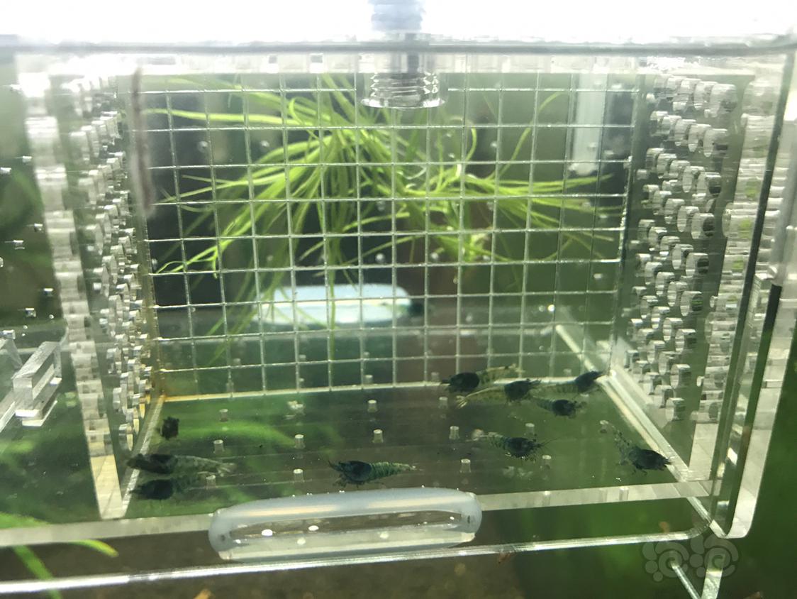 【虾】2019-5-5#RMB拍卖蓝区花头一份10只-图8
