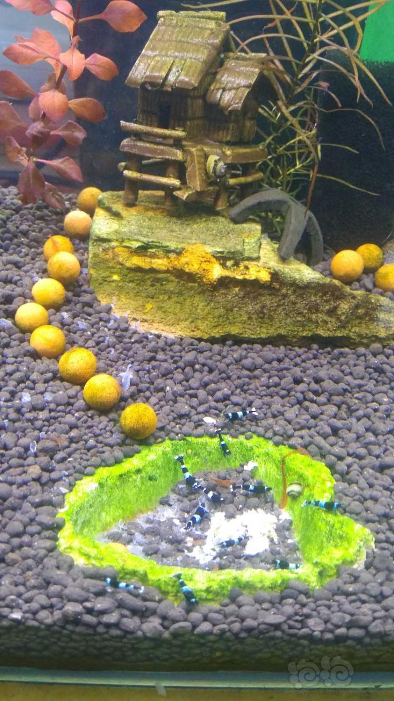 草缸配水晶虾-图1