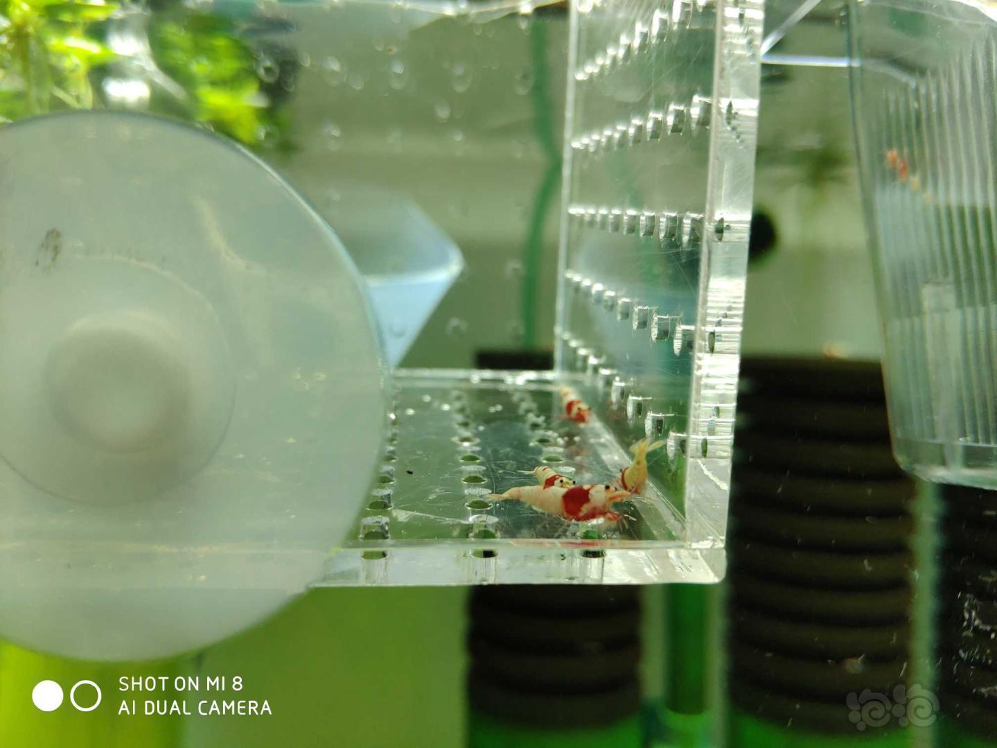 【虾】2019-05-04#RMB拍纯血红白水晶虾10只（2）-图2