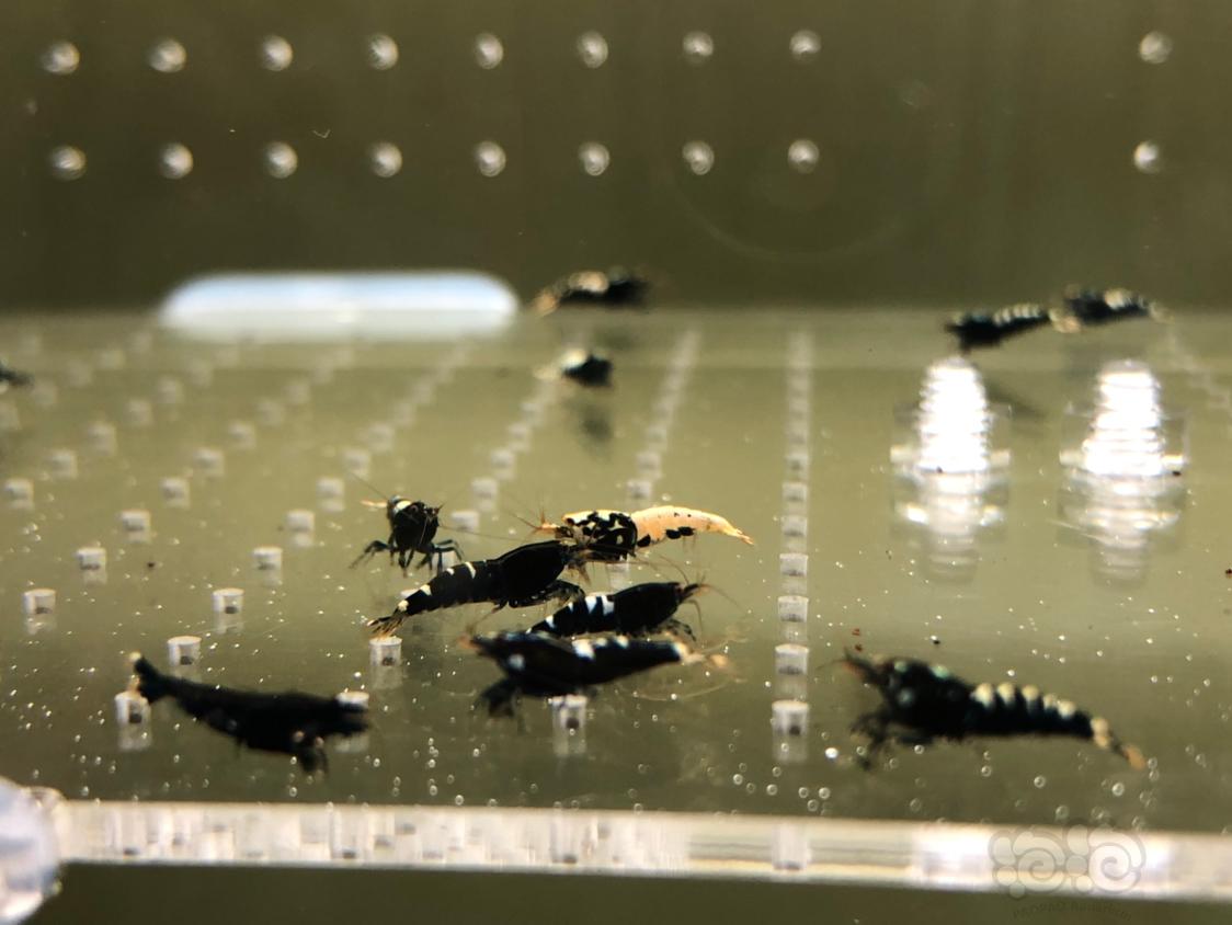 【虾】2019-05-13#RMB拍卖黑银河幼虾20只-图7