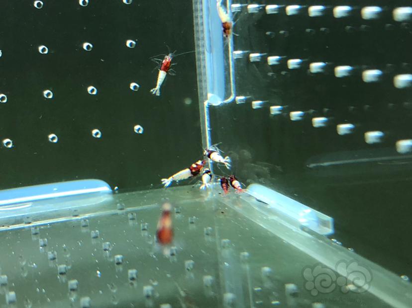 【虾】2019-05-20#RMB拍卖红姘头幼虾20只-图1