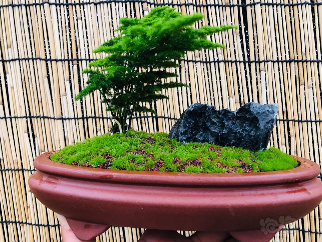 出售云竹云竹到货