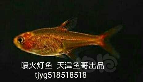 【热带鱼】天津鱼哥樱桃灯一块钱，长尾樱桃灯两块五-图6