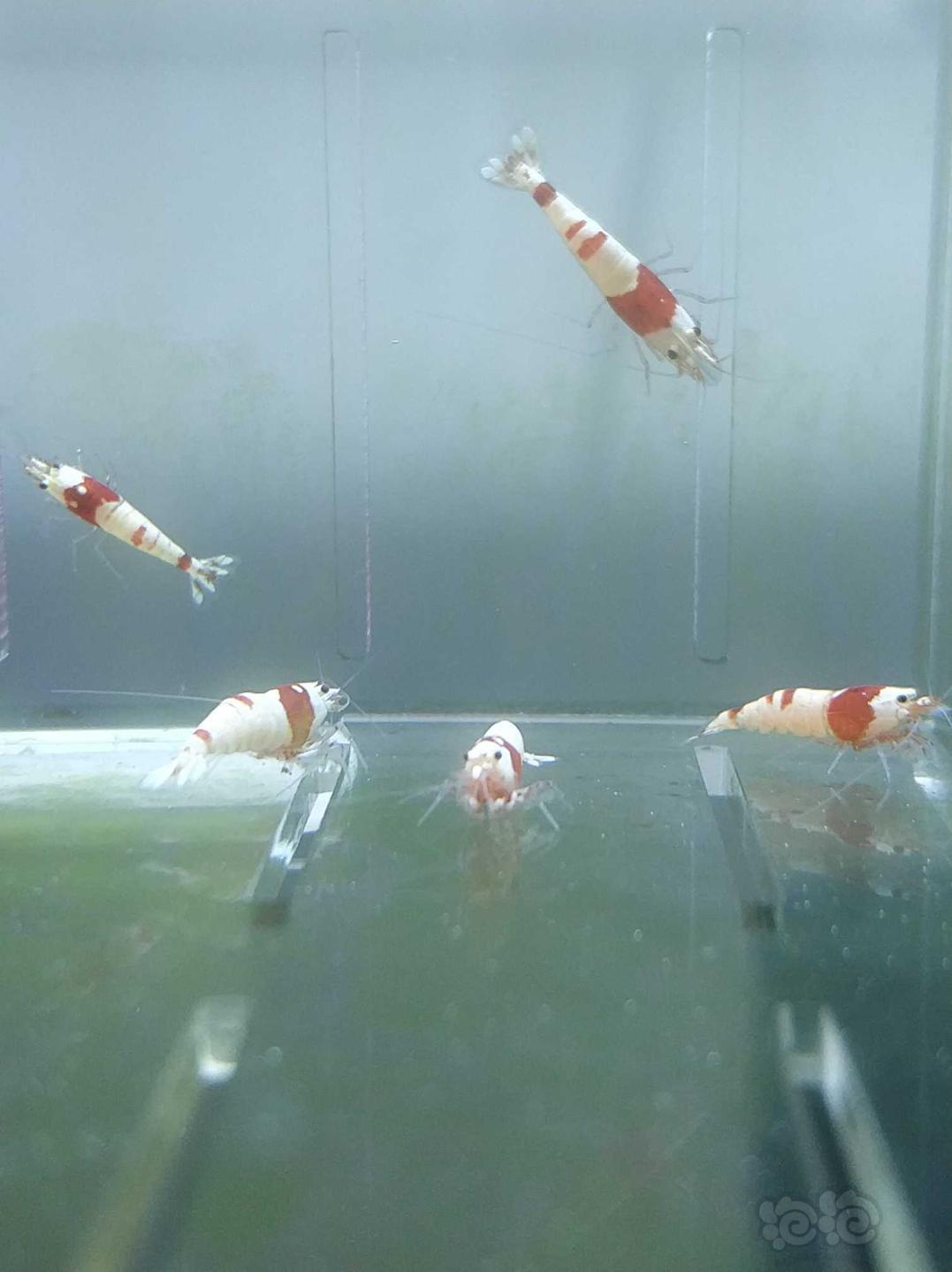 【虾】2019-5-12#RMB拍卖纯血红白亚成一组25只-图3