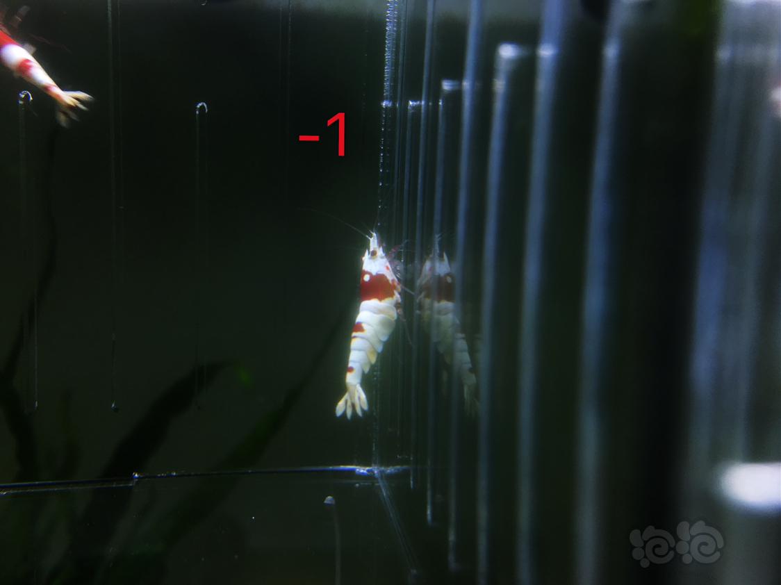 【虾】2019-05-01#RMB拍卖红白水晶虾四只-1-图1