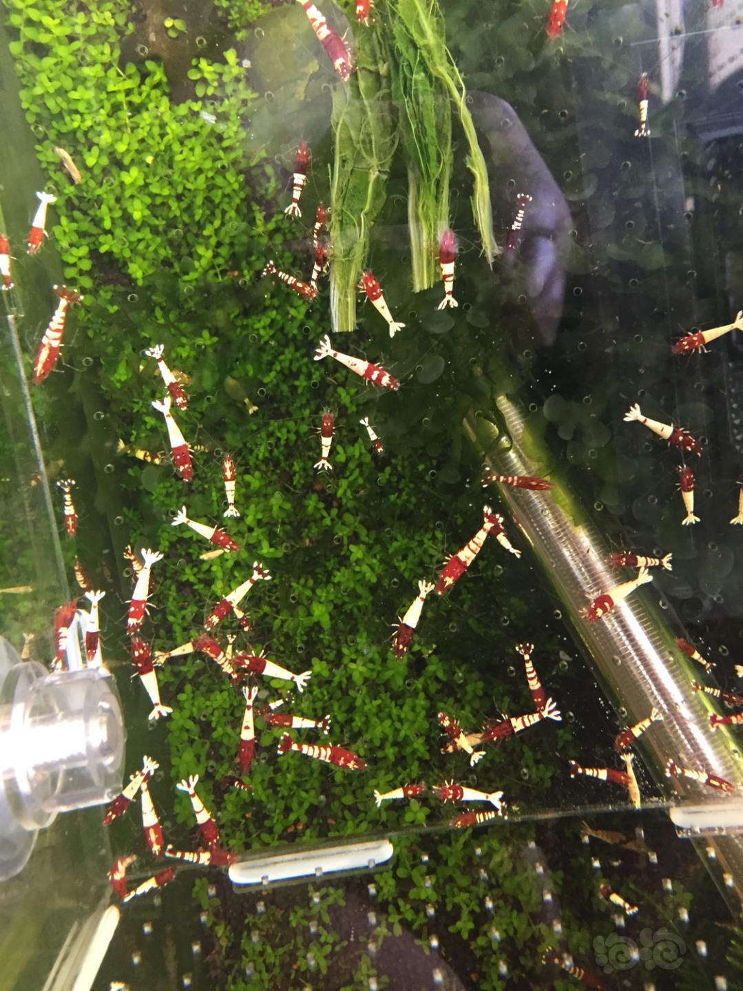 【水晶虾】出红姘头水晶虾80只-图1