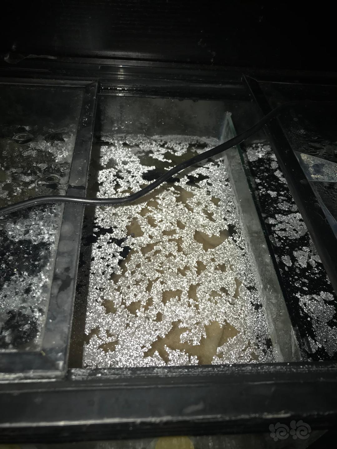 鱼缸玻璃一层白色污垢图片