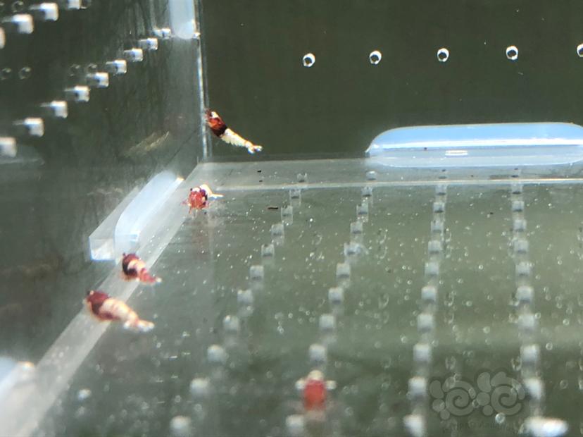 【虾】2019-05-22#RMB拍卖红姘头幼虾20只-图5