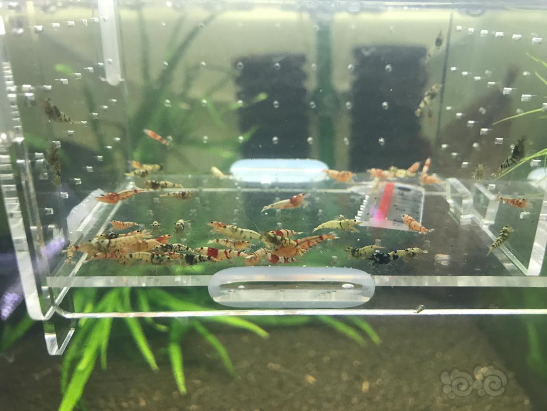 【虾】2019-5-5#RMB拍卖红黑虎晶杂虾一份50只-图5