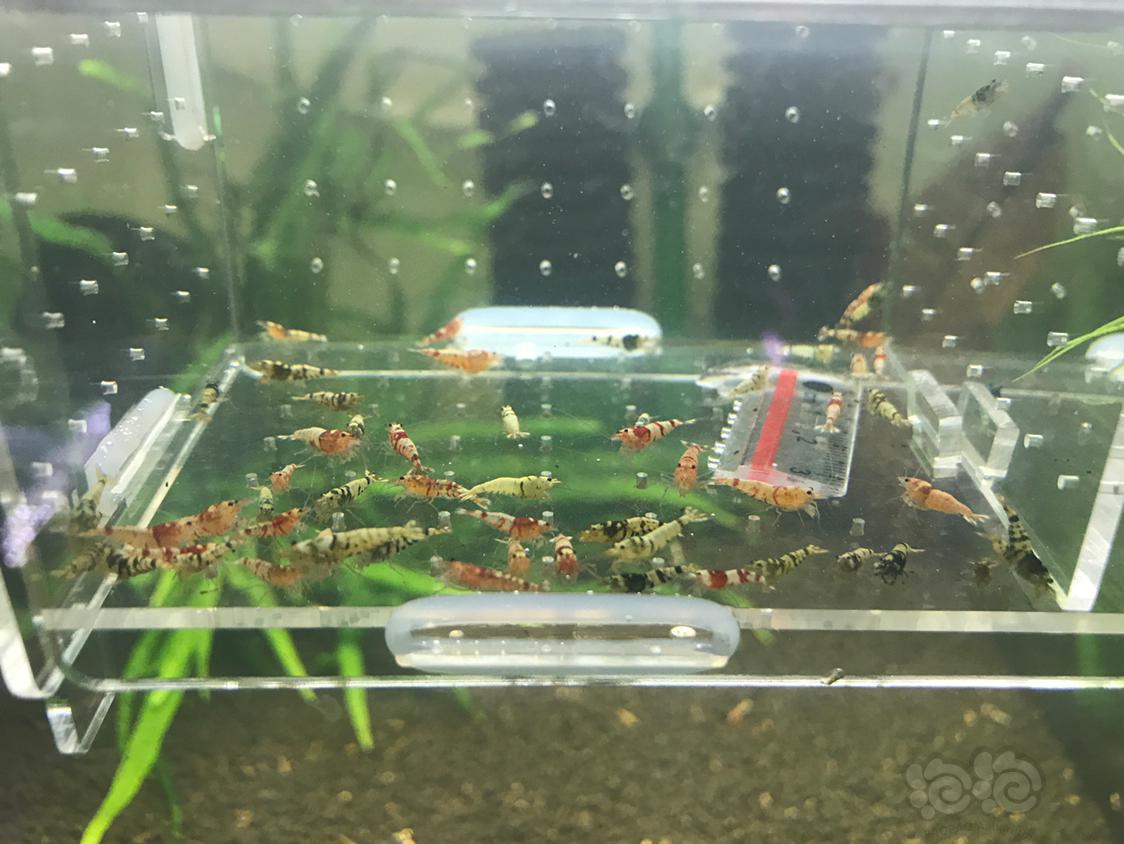 【虾】2019-5-5#RMB拍卖红黑虎晶杂虾一份50只-图3