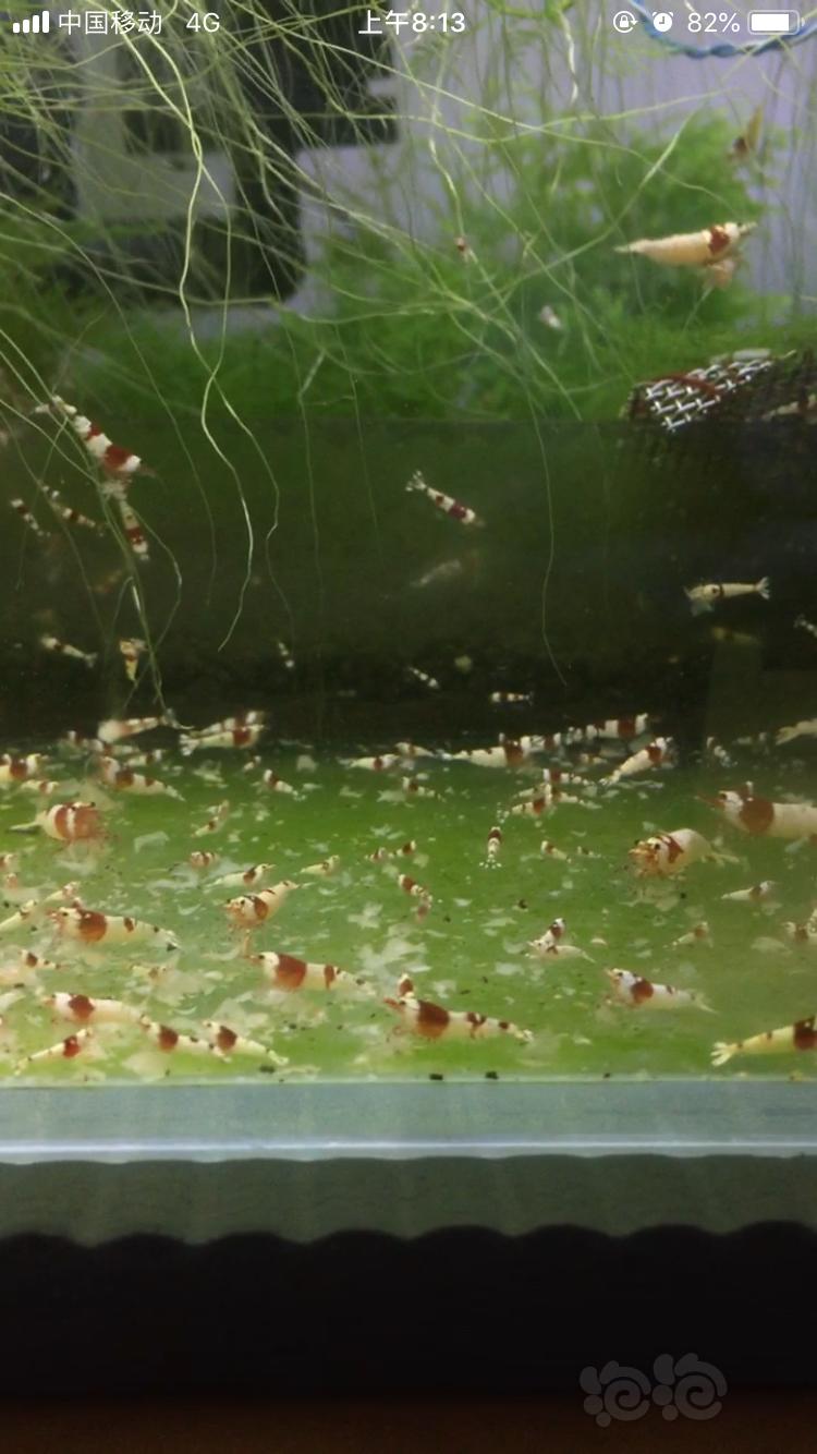 出红白淘汰水晶虾(可闯缸，可练手)-图2
