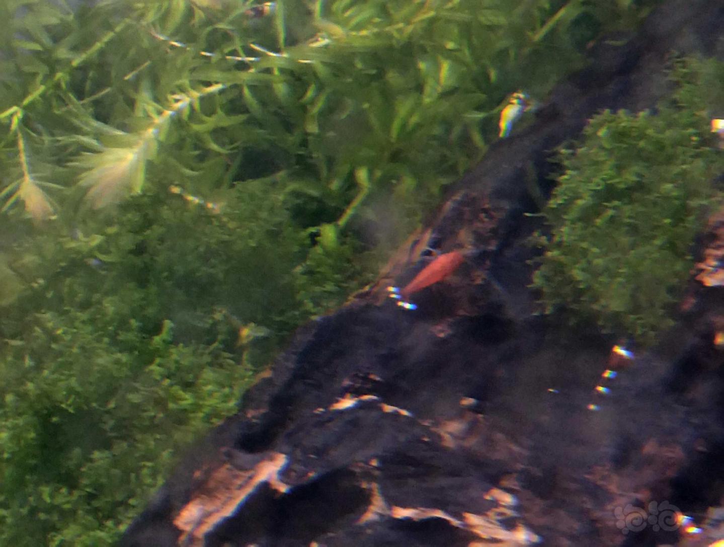 侏儒橘和深酒红水晶虾，红钻打包出-图2