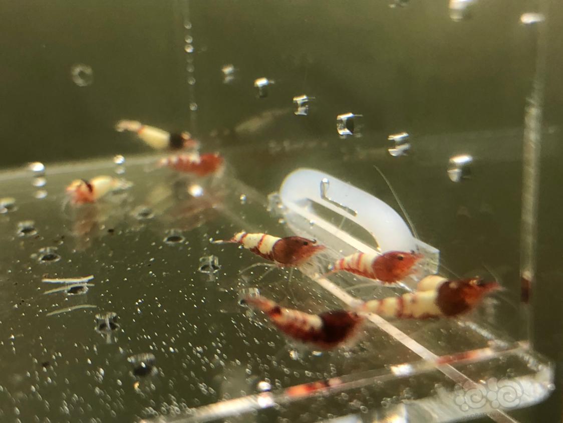 【虾】2019-05-13#RMB拍卖红姘头幼虾20只-图2