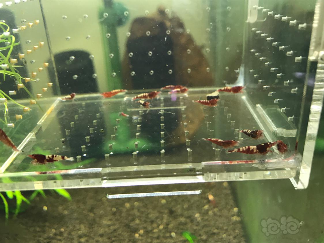 【虾】2019-5-9#RMB拍卖红斑马一份15只-图4