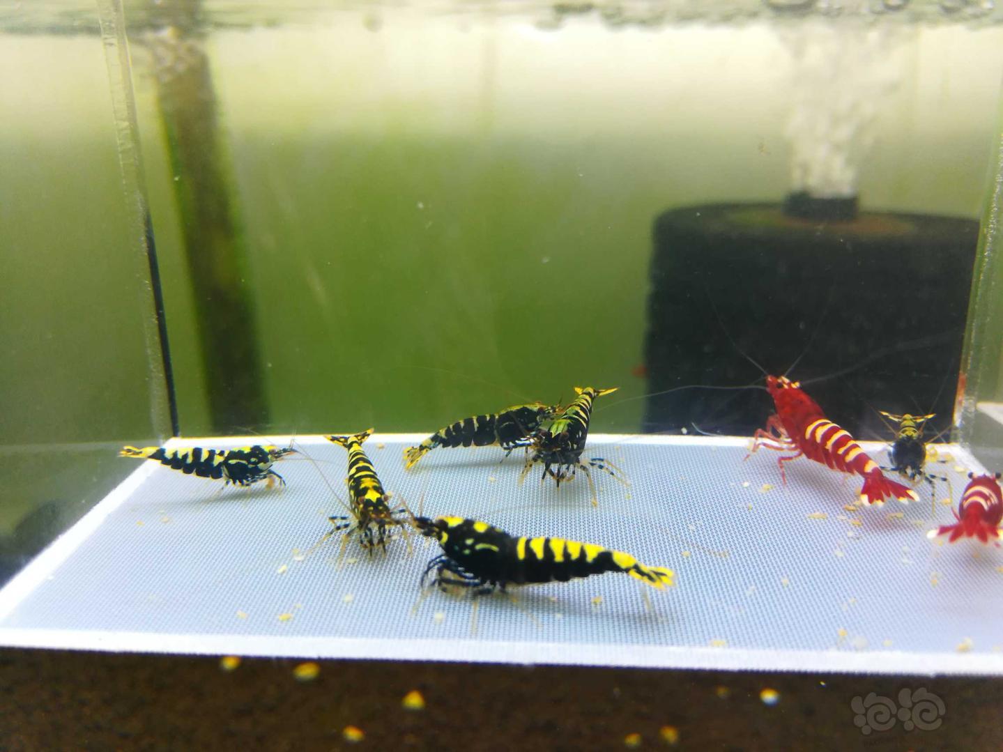 【虾】2019-05-17#RMB拍卖银河公虾一份黑公六只红斑马2只-图3